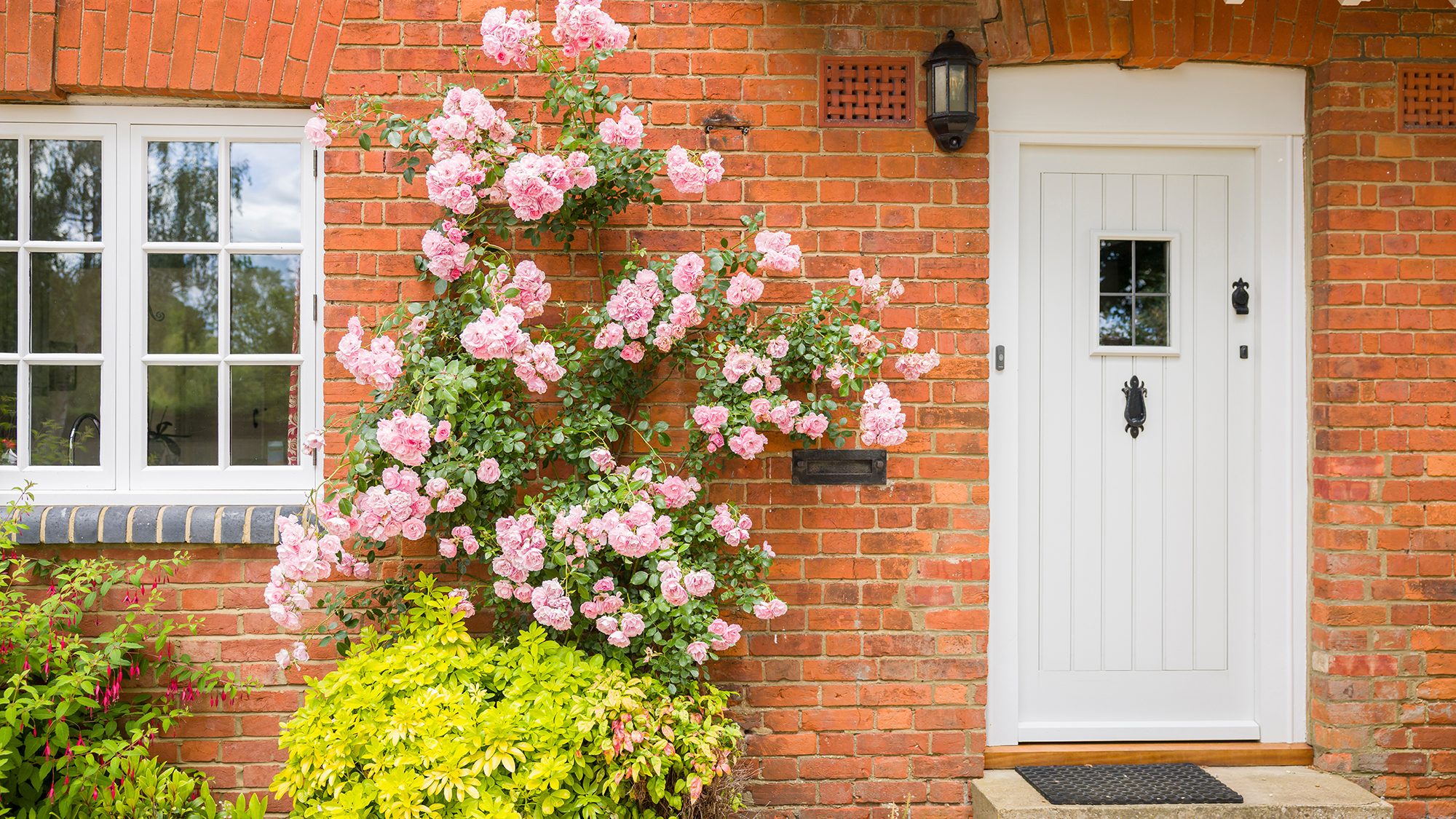 A picturesque scene of a brick house with a white front door. Climbing pink roses with abundant foliage grace the wall beside the door. A black wall light fixture is above the door and a window with white frames is to the left. Green shrubs fill the foreground.